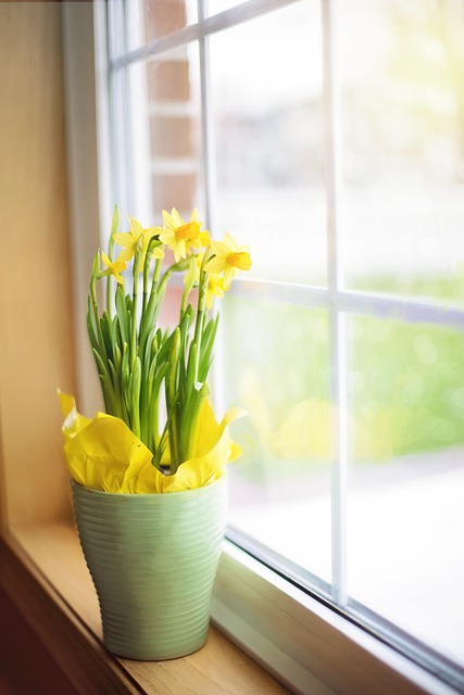 daffodils 1316128 640